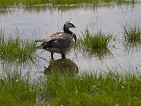 Branta leucopsis 82, Brandgans, Saxifraga-Jan Nijendijk