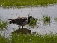 Branta leucopsis 83, Brandgans, Saxifraga-Jan Nijendijk