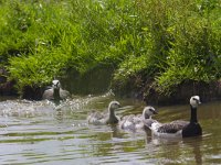 Branta leucopsis 85, Brandgans, Sxifraga-Jan Nijendijk