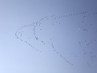 Trekkende Brandganzen  Migrating Barnacle Geese (Branta leucopsis), Alblasserdam, South-Holland : avifauna fauna, Barnacle Goose Geese, bird, Branta leucopsis, color, colour, Dutch, Europe European, Holland, horizontal, migrate migration migrating, nature natural, Netherlands, South-Holland Netherlands, waterfowl, winter