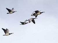 Branta leucopsis 96, Brandgans, Saxifraga-Mark Zekhuis