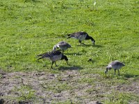 Branta leucopsis 99, Brandgans, Saxifraga-Jan Nijendijk