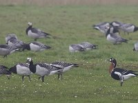 Branta ruficollis 2, Roodhalsgans, Saxifraga-Kees van Berkel : Blue Elephant