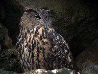 Bubo bubo 43, Oehoe, Saxifraga-Bart Vastenhouw