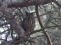 Bubo bubo 48, male, Oehoe, Saxifraga-Mark Zekhuis