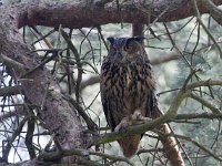 Bubo bubo 51, male, Oehoe, Saxifraga-Mark Zekhuis