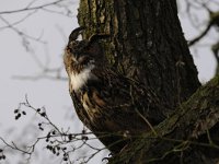 Bubo bubo 53, Oehoe, Saxifraga-Luuk Vermeer