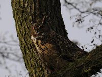 Bubo bubo 54, Oehoe, Saxifraga-Luuk Vermeer