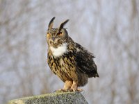 Bubo bubo 60, Oehoe, Saxifraga-Luuk Vermeer