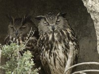 Bubo bubo 9, Oehoe, Saxifraga-Willem van Kruijsbergen