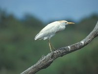 Bubulcus ibis 10, Koereiger, Saxifraga-Luc Hoogenstein