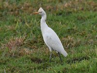 Bubulcus ibis 101, Koereiger, Saxifraga-Luuk Vermeer