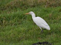 Bubulcus ibis 102, Koereiger, Saxifraga-Luuk Vermeer