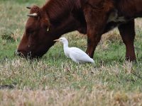 Bubulcus ibis 105, Koereiger, Saxifraga-Luuk Vermeer