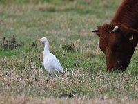 Bubulcus ibis 106, Koereiger, Saxifraga-Luuk Vermeer