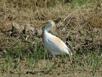 Bubulcus ibis 11, Koereiger, Saxifraga-Jan van der Straaten