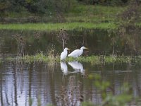 Bubulcus ibis 110, Koereiger, Saxifraga-Jan Nijendijk