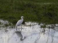 Bubulcus ibis 113, Koereiger, Saxifraga-Jan Nijendijk