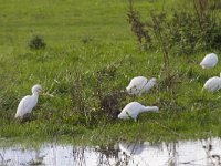 Bubulcus ibis 115, Koereiger, Saxifraga-Jan Nijendijk