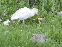 Bubulcus ibis 117, Koereiger, Saxifraga-Tom Heijnen