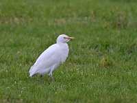 Bubulcus ibis 123, Koereiger, Saxifraga-Tom Heijnen