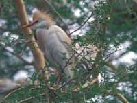 Bubulcus ibis 13, Koereiger, Saxifraga-Janus Verkerk