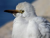 Bubulcus ibis 14, Koereiger, Saxifraga-Iztok Skornik