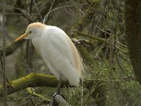 Bubulcus ibis 15, Koereiger, Saxifraga-Willem van Kruijsbergen