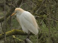 Bubulcus ibis 20, Koereiger, Saxifraga-Willem van Kruijsbergen