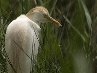 Bubulcus ibis 22, Koereiger, Saxifraga-Jan van der Straaten