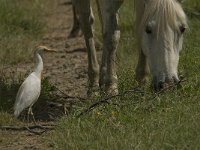 Bubulcus ibis 29, Koereiger, Saxifraga-Jan van der Straaten