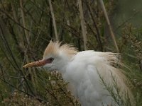 Bubulcus ibis 30, Koereiger, Saxifraga-Jan van der Straaten