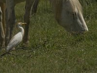 Bubulcus ibis 31, Koereiger, Saxifraga-Jan van der Straaten