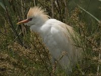 Bubulcus ibis 32, Koereiger, Saxifraga-Jan van der Straaten