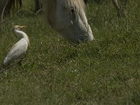 Bubulcus ibis 33, Koereiger, Saxifraga-Jan van der Straaten