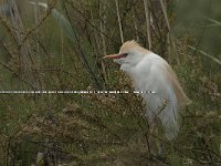 Bubulcus ibis 35, Koereiger, Saxifraga-Jan van der Straaten