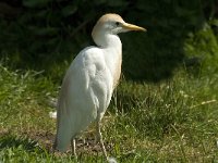 Bubulcus ibis 4, Koereiger, Saxifraga-Jan van der Straaten