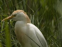 Bubulcus ibis 41, Koereiger, Saxifraga-Jan van der Straaten