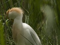 Bubulcus ibis 42, Koereiger, Saxifraga-Jan van der Straaten