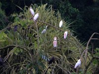 Bubulcus ibis 44, Koereiger, Saxifraga-Bart Vastenhouw