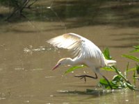 Bubulcus ibis 45, Koereiger, Saxifraga-Theo Verstrael