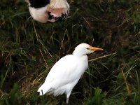 Bubulcus ibis 47, Koereiger, Saxifraga-Bart Vastenhouw