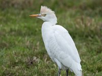 Bubulcus ibis 49, Koereiger, Saxifraga-Luuk Vermeer