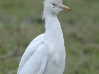 Bubulcus ibis 50, Koereiger, Saxifraga-Luuk Vermeer