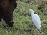 Bubulcus ibis 51, Koereiger, Saxifraga-Luuk Vermeer