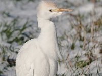 Bubulcus ibis 52, Koereiger, Saxifraga-Luuk Vermeer