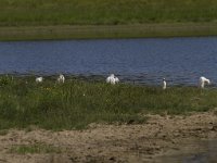 Bubulcus ibis 54, Koereiger, Saxifraga-Jan Nijendijk