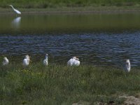 Bubulcus ibis 55, Koereiger, Saxifraga-Jan Nijendijk