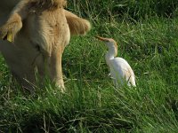 Bubulcus ibis 57, Koereiger, Saxifraga-Henk Sierdsema