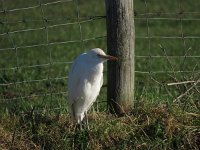 Bubulcus ibis 59, Koereiger, Saxifraga-Henk Sierdsema